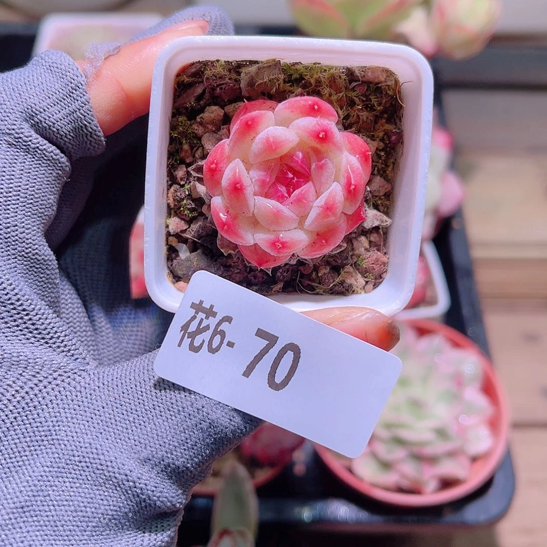 花06-70白桃汽水