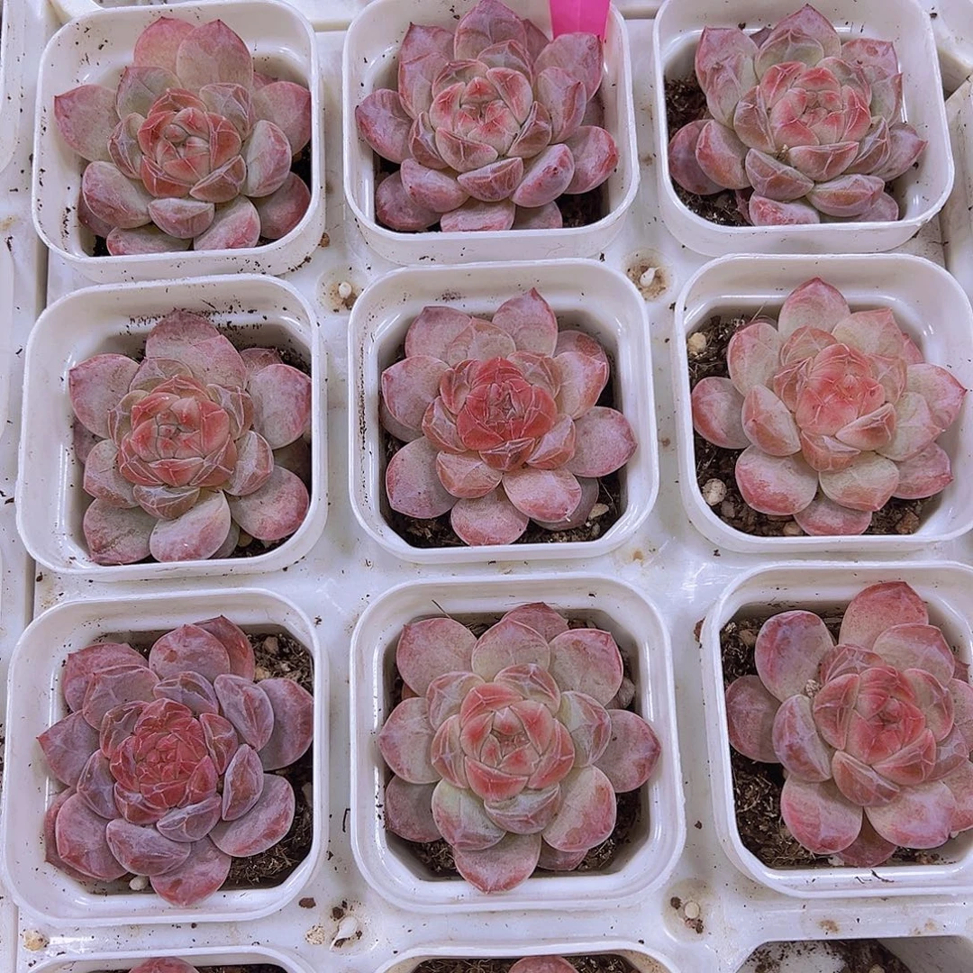 粉黛19包邮多肉植物