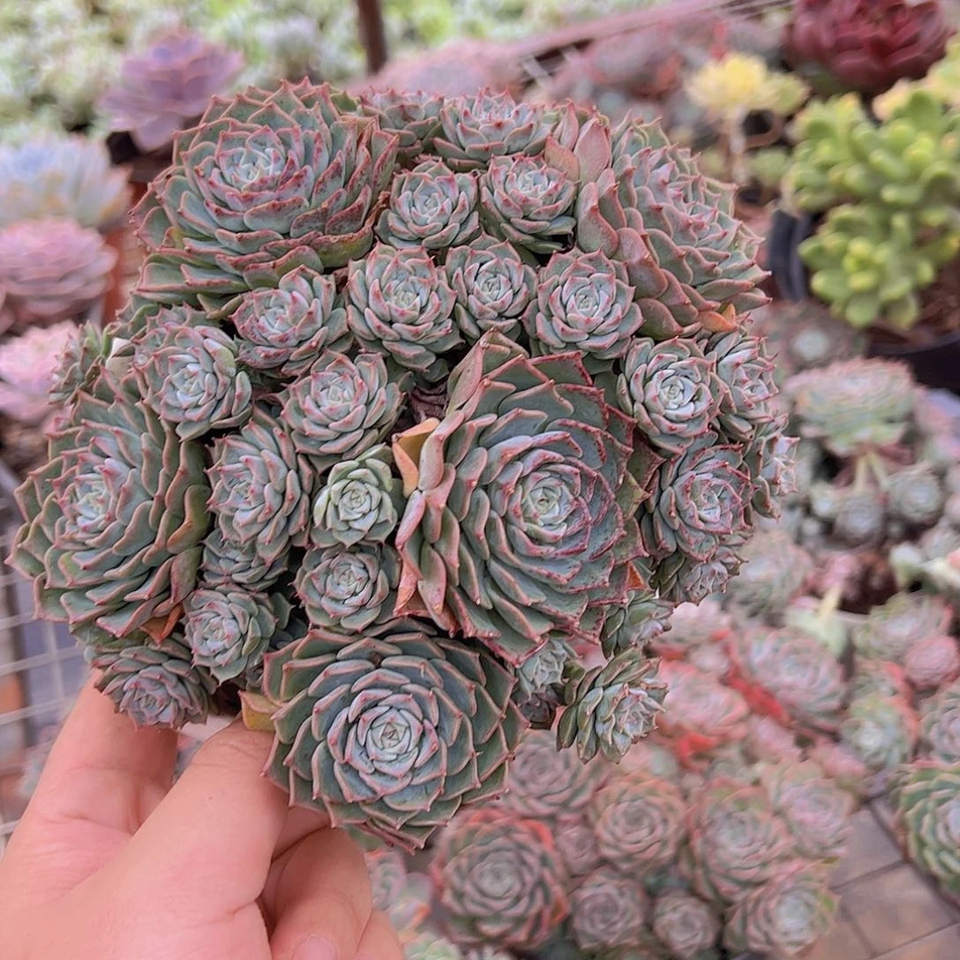 原始海冰格瑞带盆土