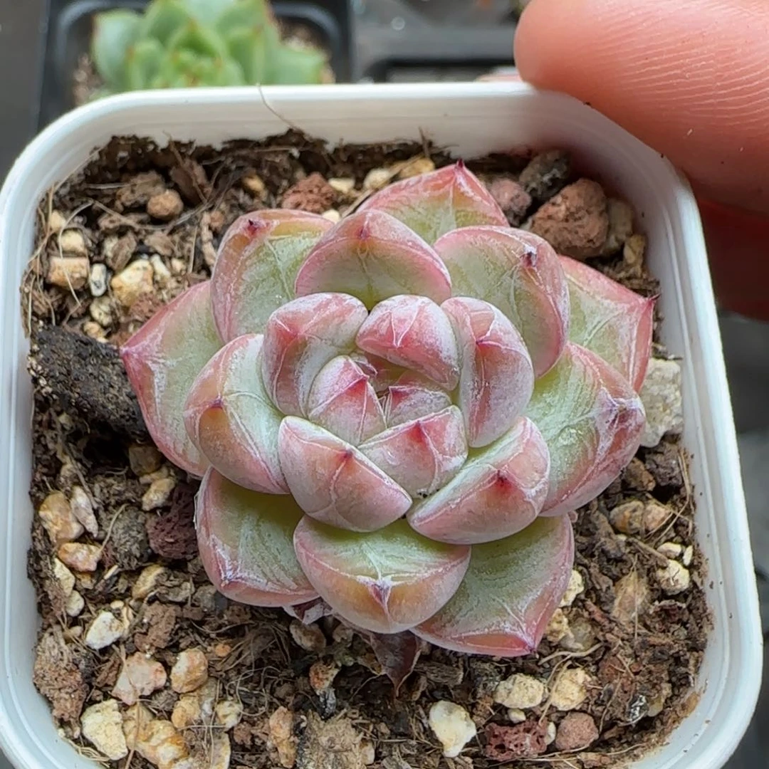 一物一拍砖石珍妮