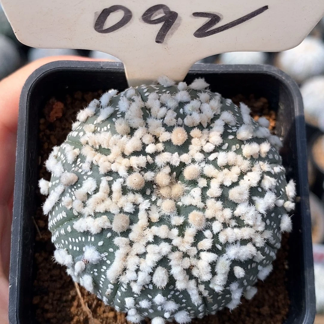 092花园兜系列产品