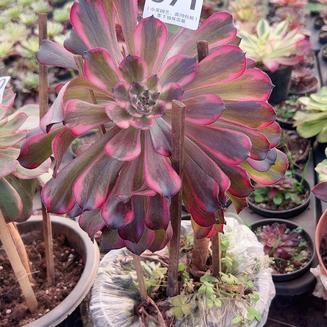 多肉植物多肉植物971