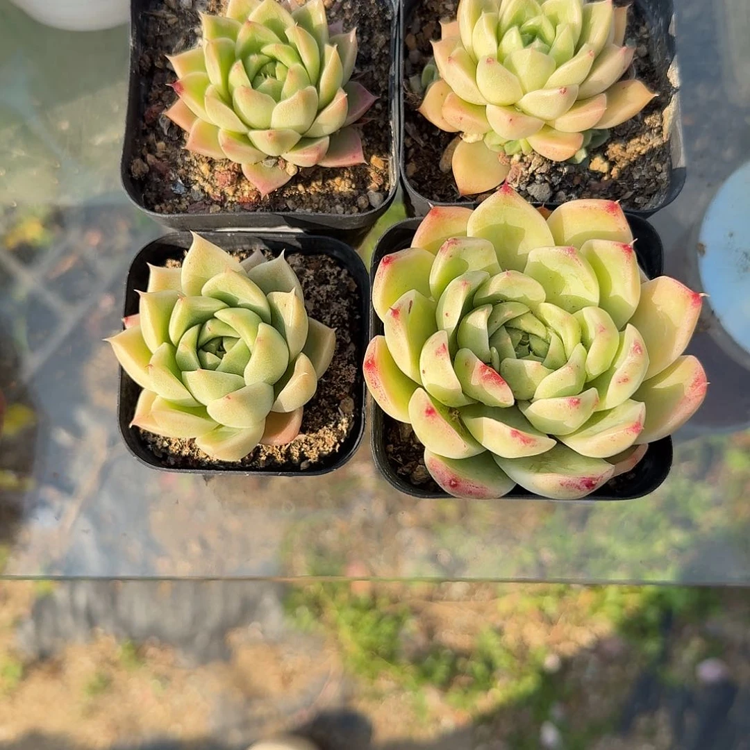 麦秆四盆，发发发发