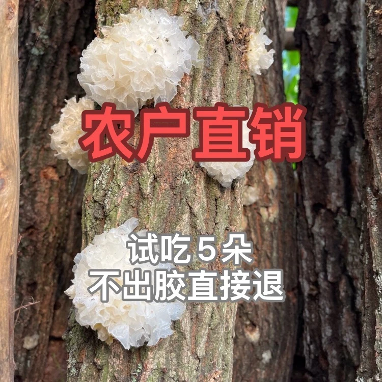 【软糯出胶】椴木小银耳50g-500g白木耳莲子羹干货甜糯