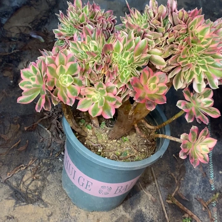 女巫缀20多肉植物法师法师