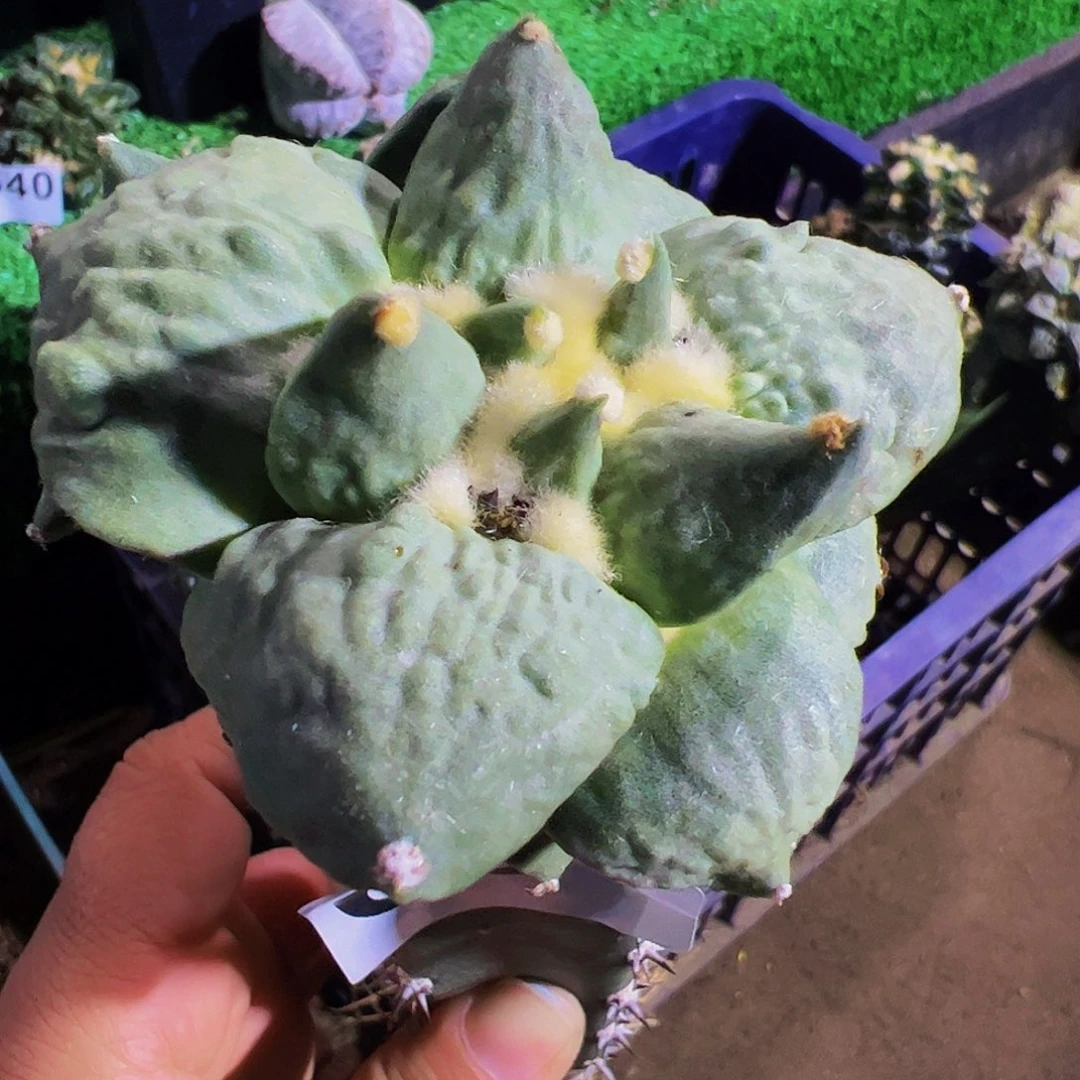 无花朵大尤青瓷怒涛带个侧芽681