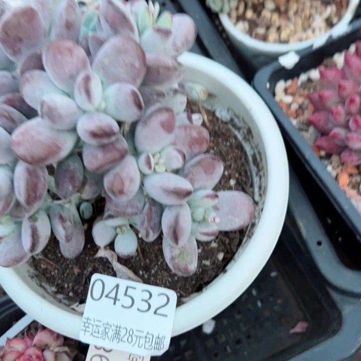 幸运的是我的朋友们都