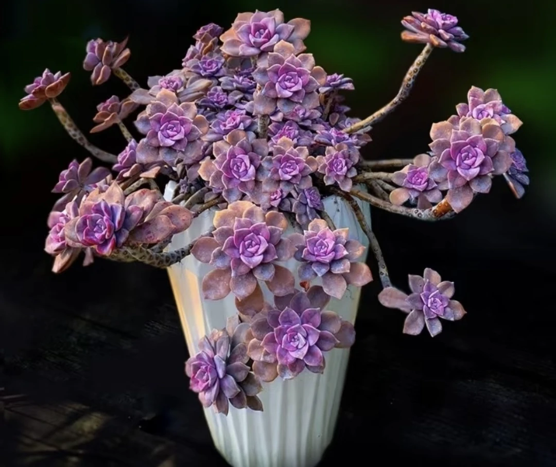 大紫乐（不带盆）多肉植物