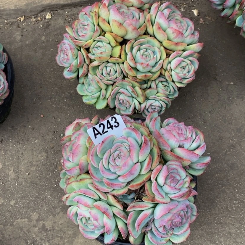 【闪购商品】落**?多肉植物的