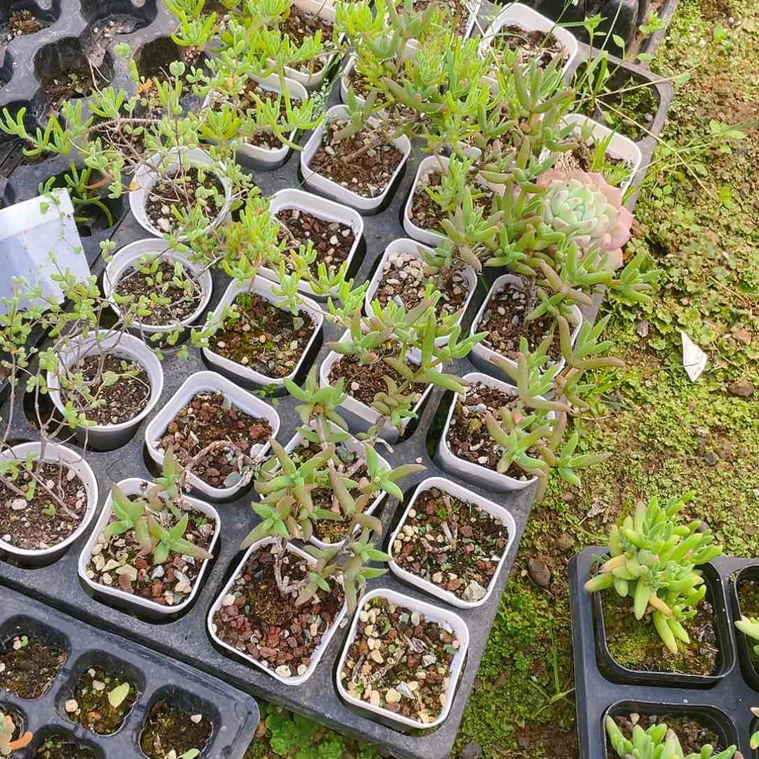 小玉米盆一个满25包邮