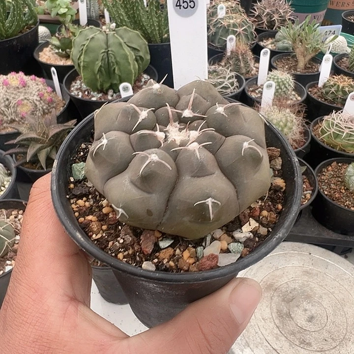 完全开放实生铅皮带盆发