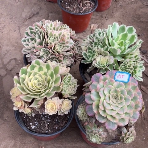 655多肉植物组合，