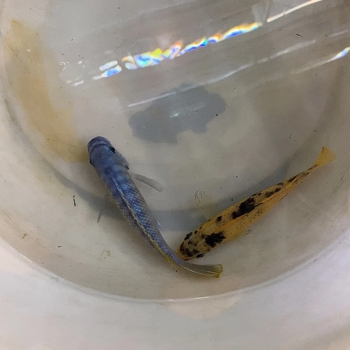 海水鱼庆熙的鱼观赏鱼