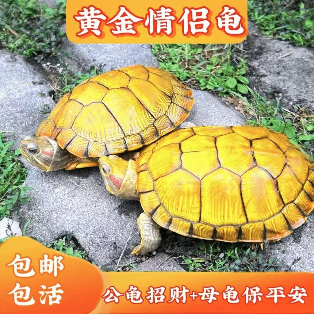一对黄金招财巴西龟情侣乌龟小乌龟活物宠物观赏长寿活体乌龟