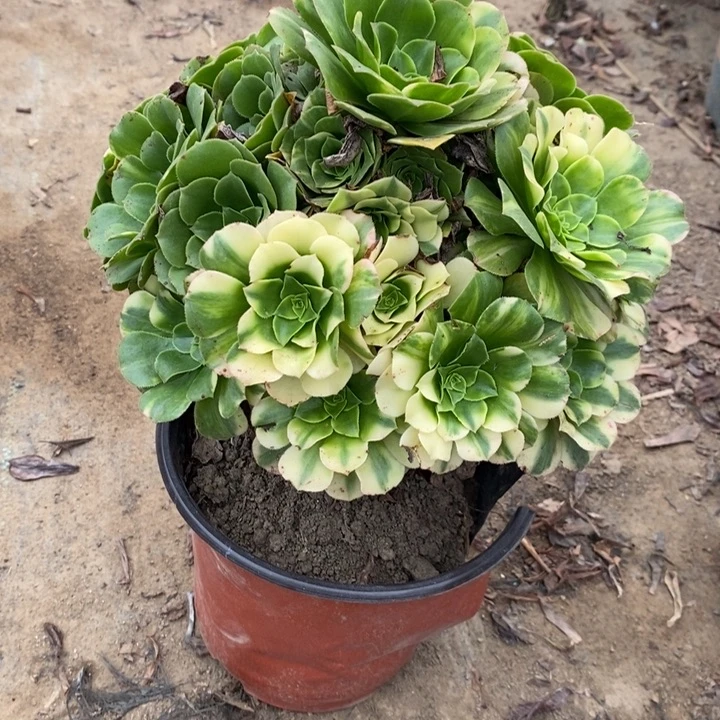 五彩琉璃多肉植物4。