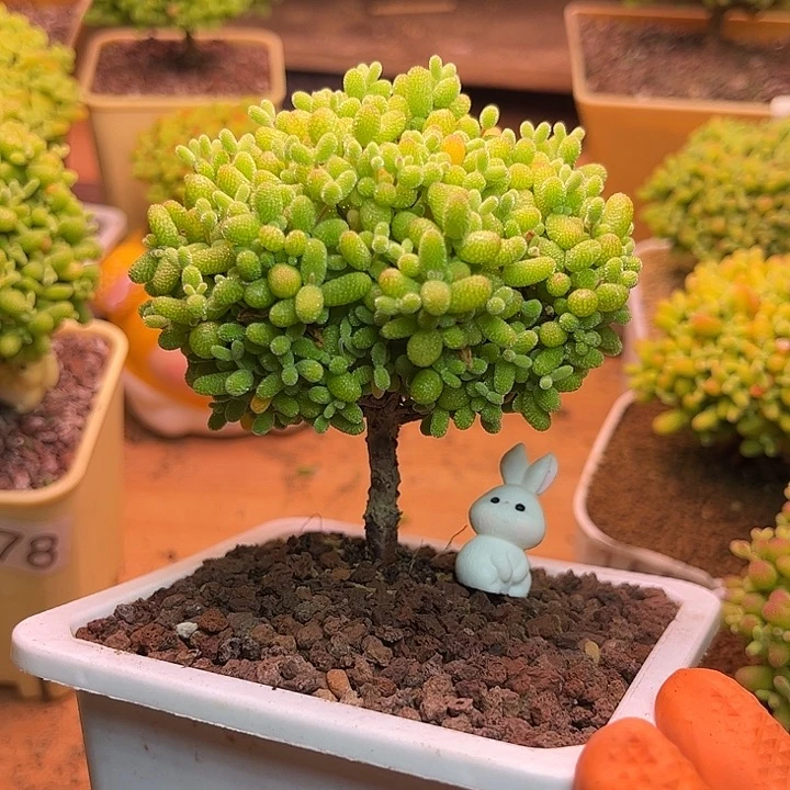 无花朵473金桔糖球