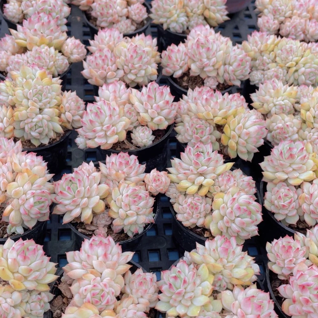 量拍53号白底群生小乔2个