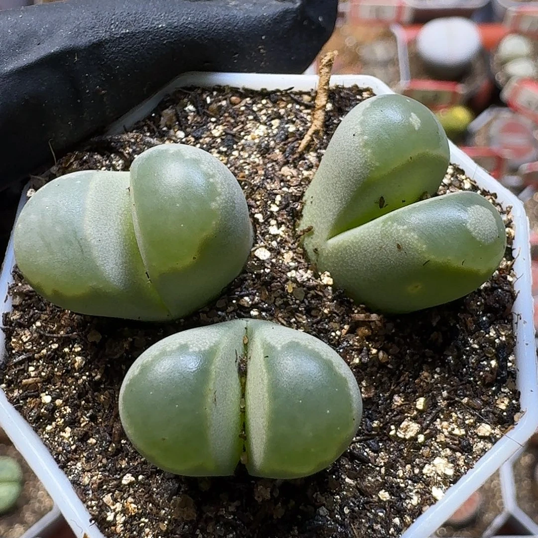 生石花111111。 123