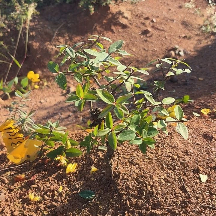 当前无花栽培后可以开花