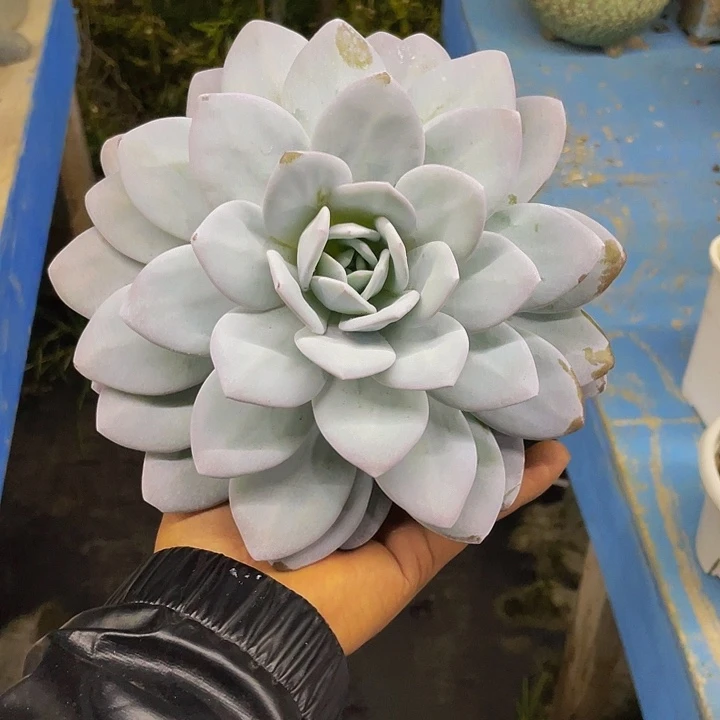 雪莲花一物一拍哦哦