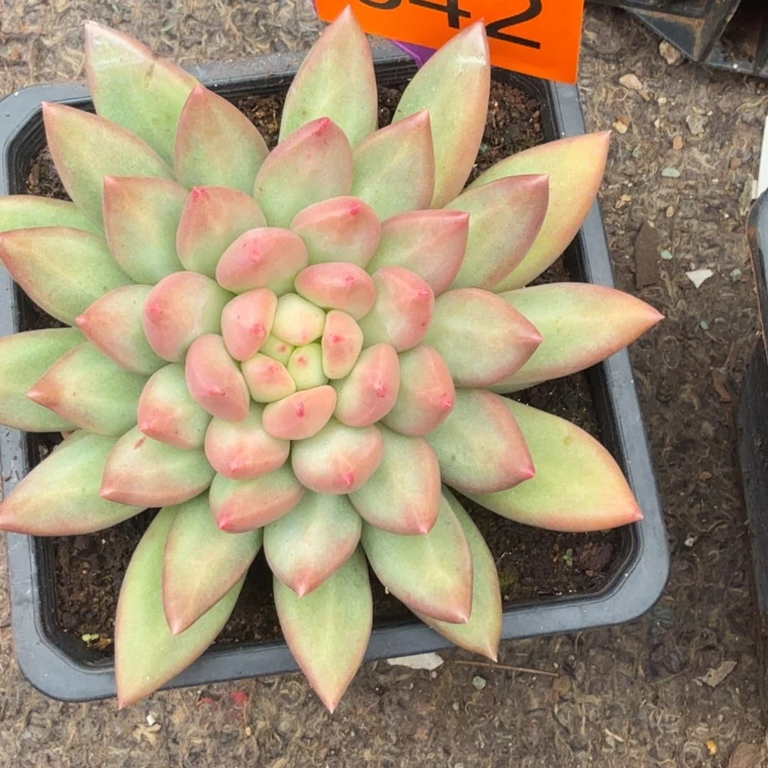 米其林一物一拍542