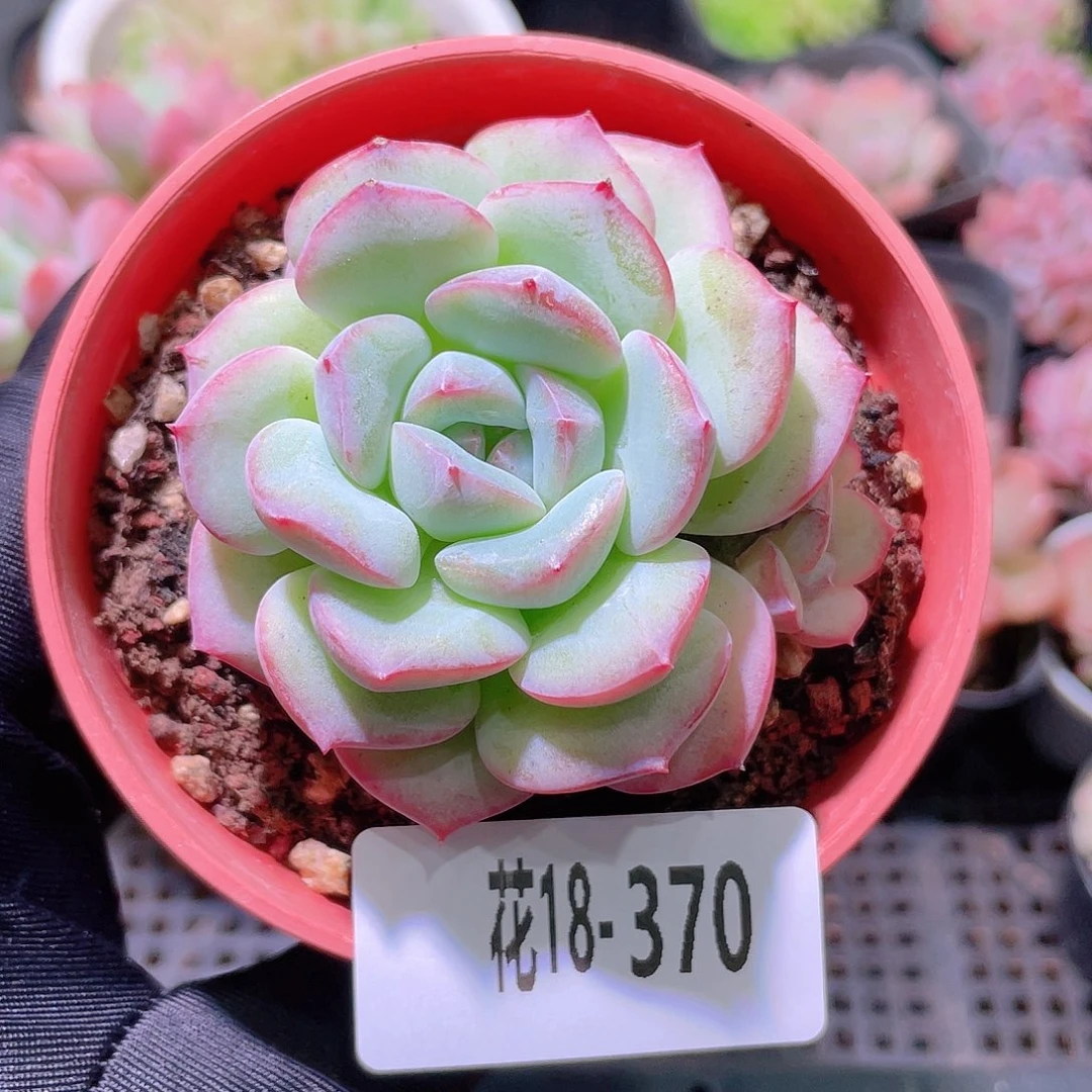 花利美18-370新品