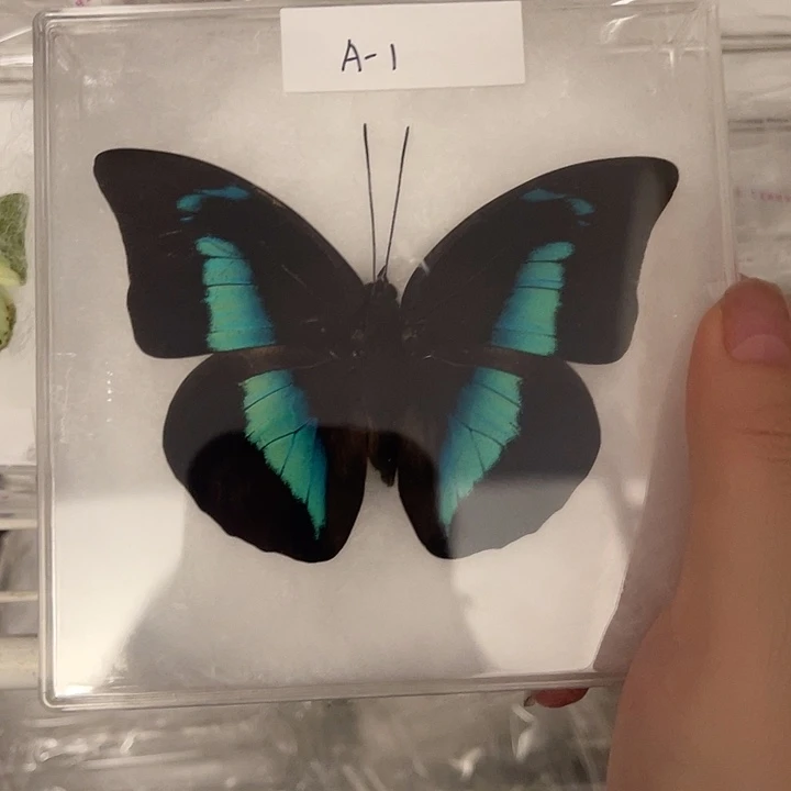 A-1古靴压棉一物一图