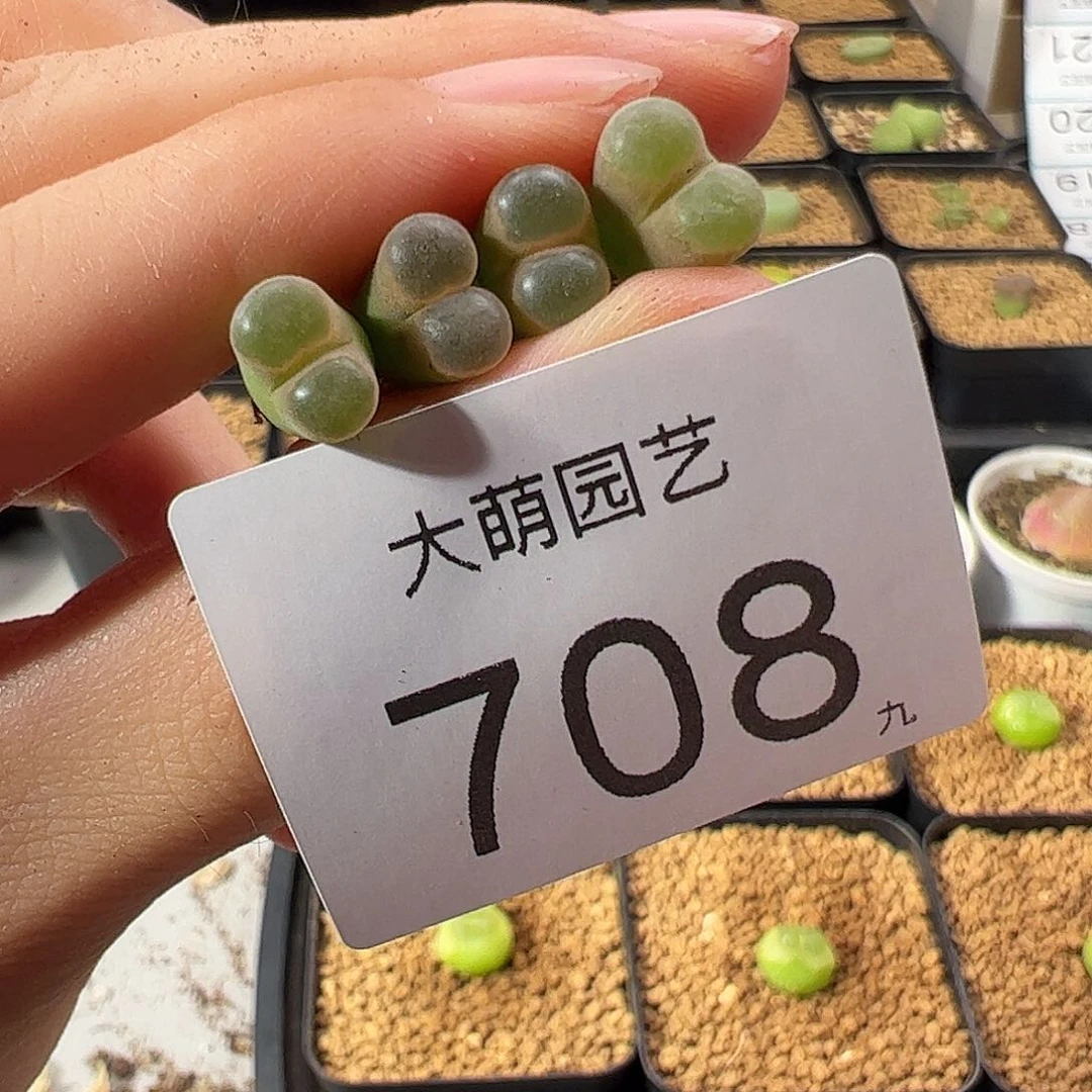 一物一拍         708