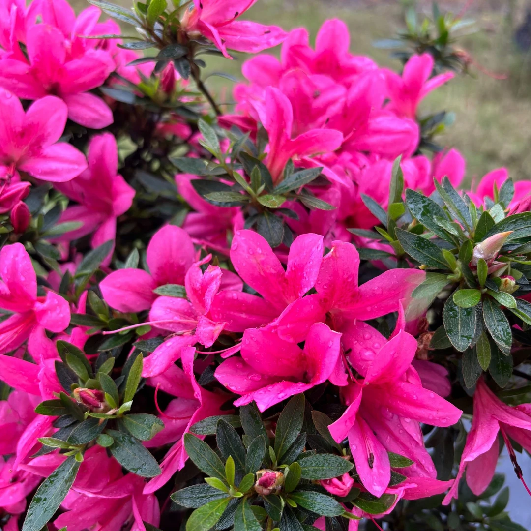 桃喜花植【光琳】稀有品种杜鹃花长花期室内外高35cm冠35cm左右