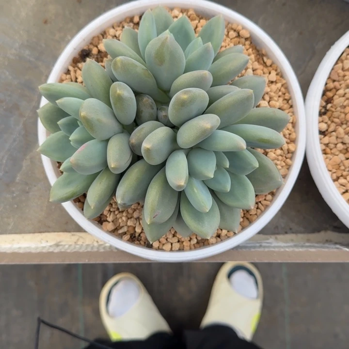 黄胖体 哥特 3头 一物一拍