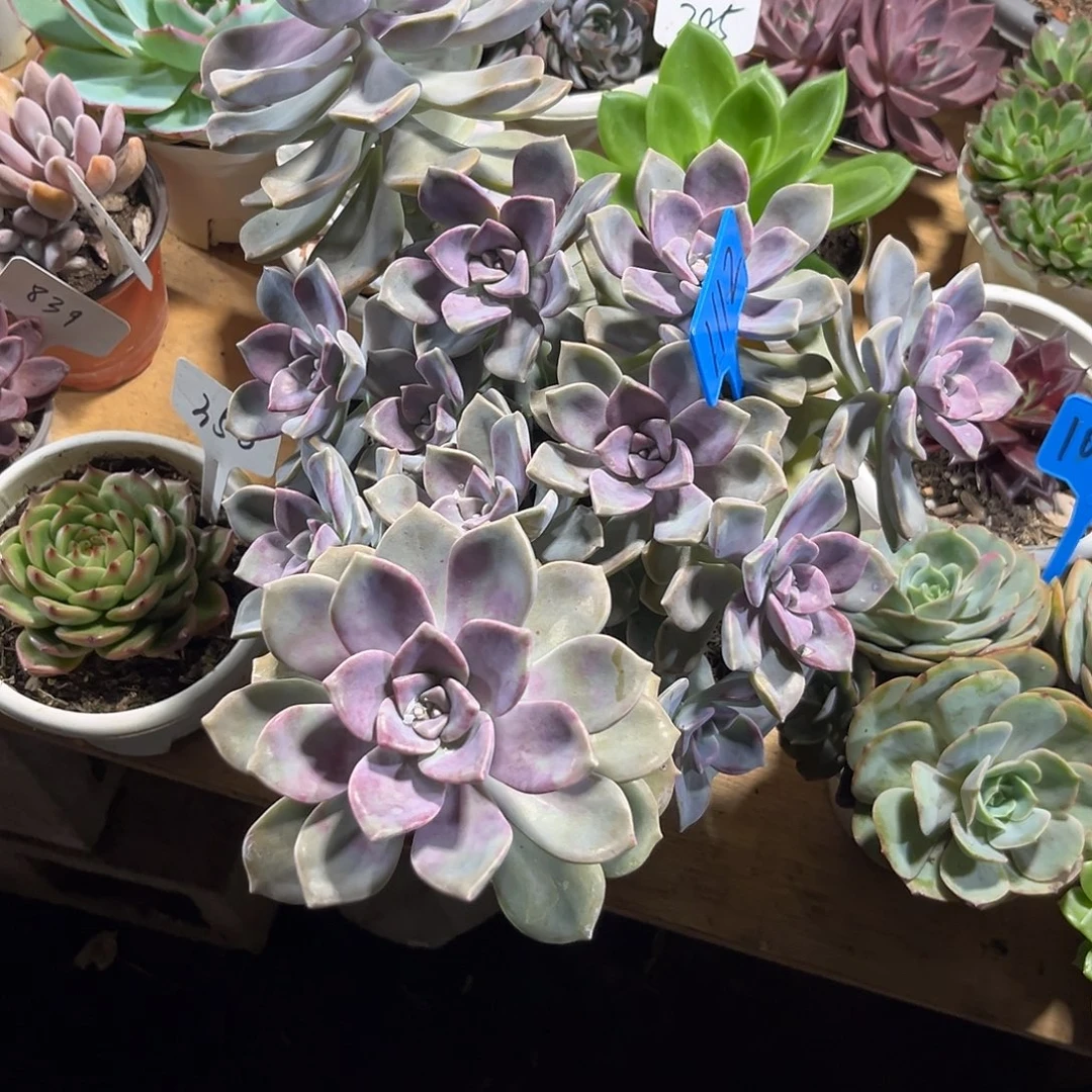 无****0000000000000001112