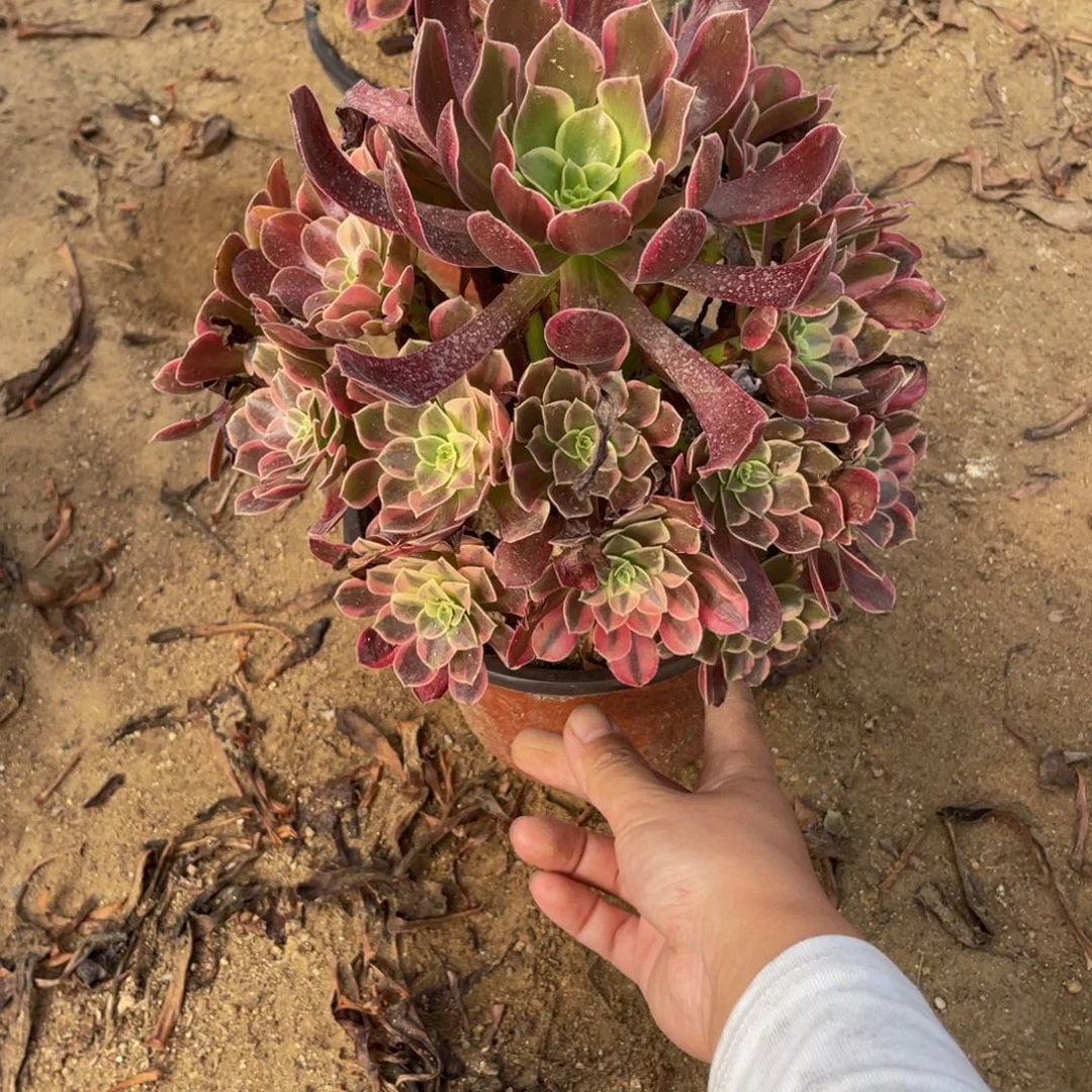 3958金丝雀法师多肉断枝不包