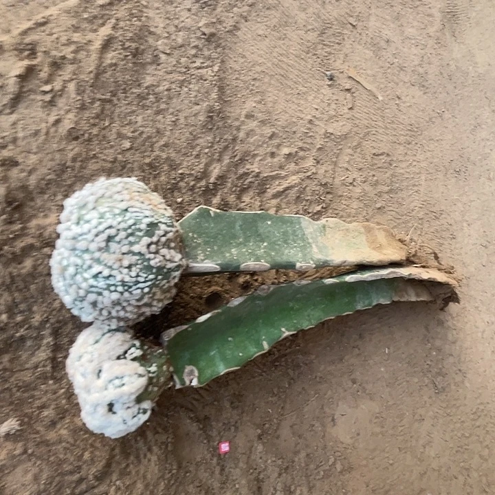 完全开放向*阿兜兜兜2