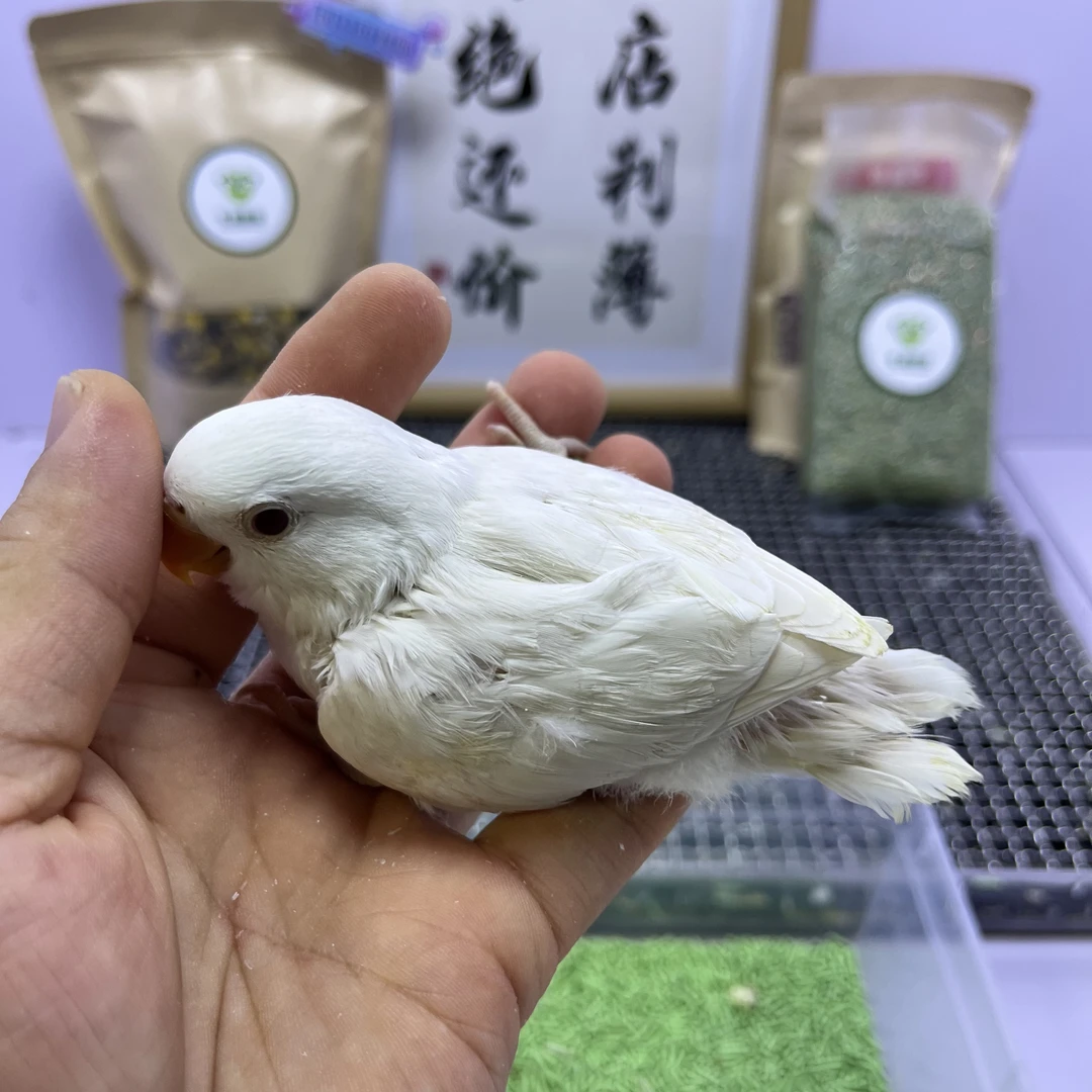 牡丹鹦鹉-特价咬毛精品白华乐母H66877