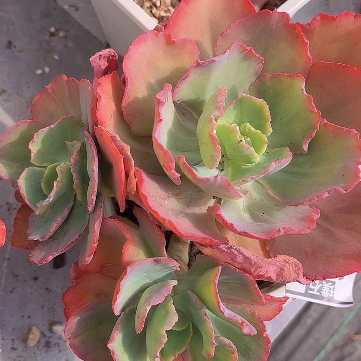 舞会红裙1304多肉植物