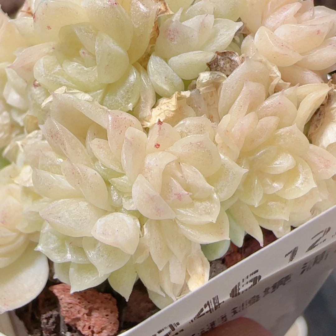 花语多肉1216-246散