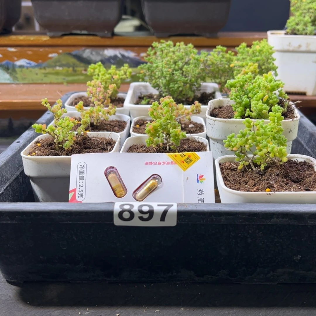 枝干番杏多肉植物897安