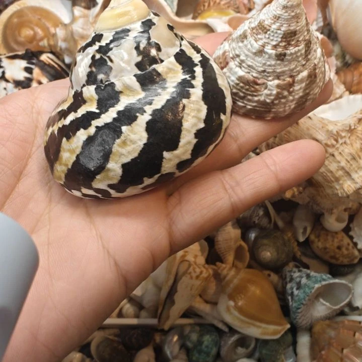 石材天然海螺黑金刚螺