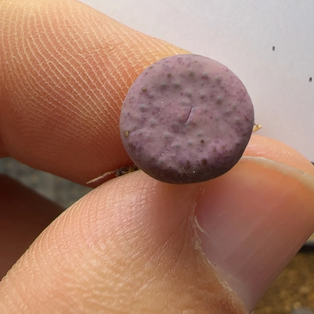 5-29肉锥多肉植物