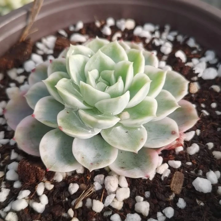 哈密瓜白覆轮锦多肉植物