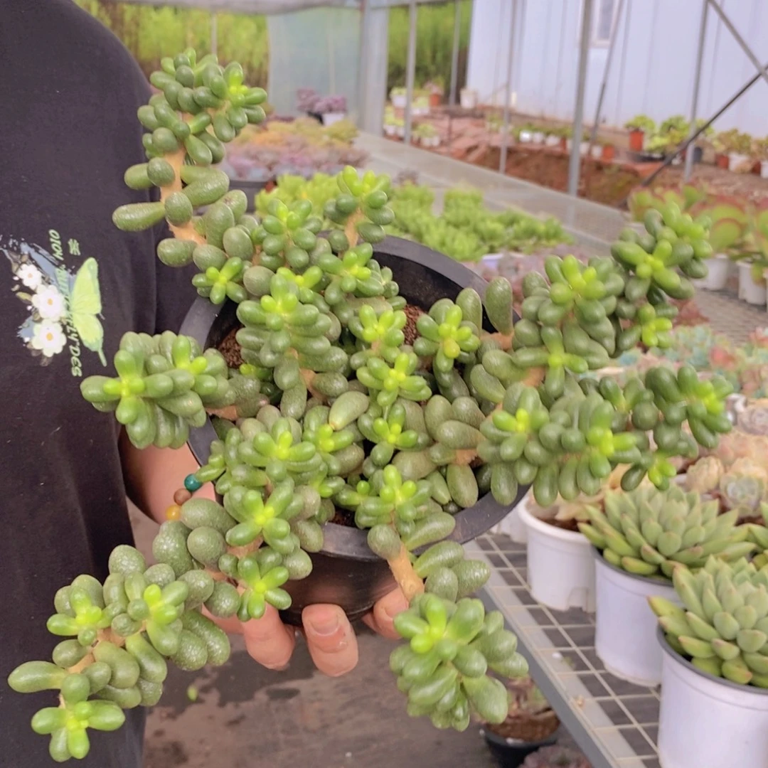 绿龟卵整桩整群老桩