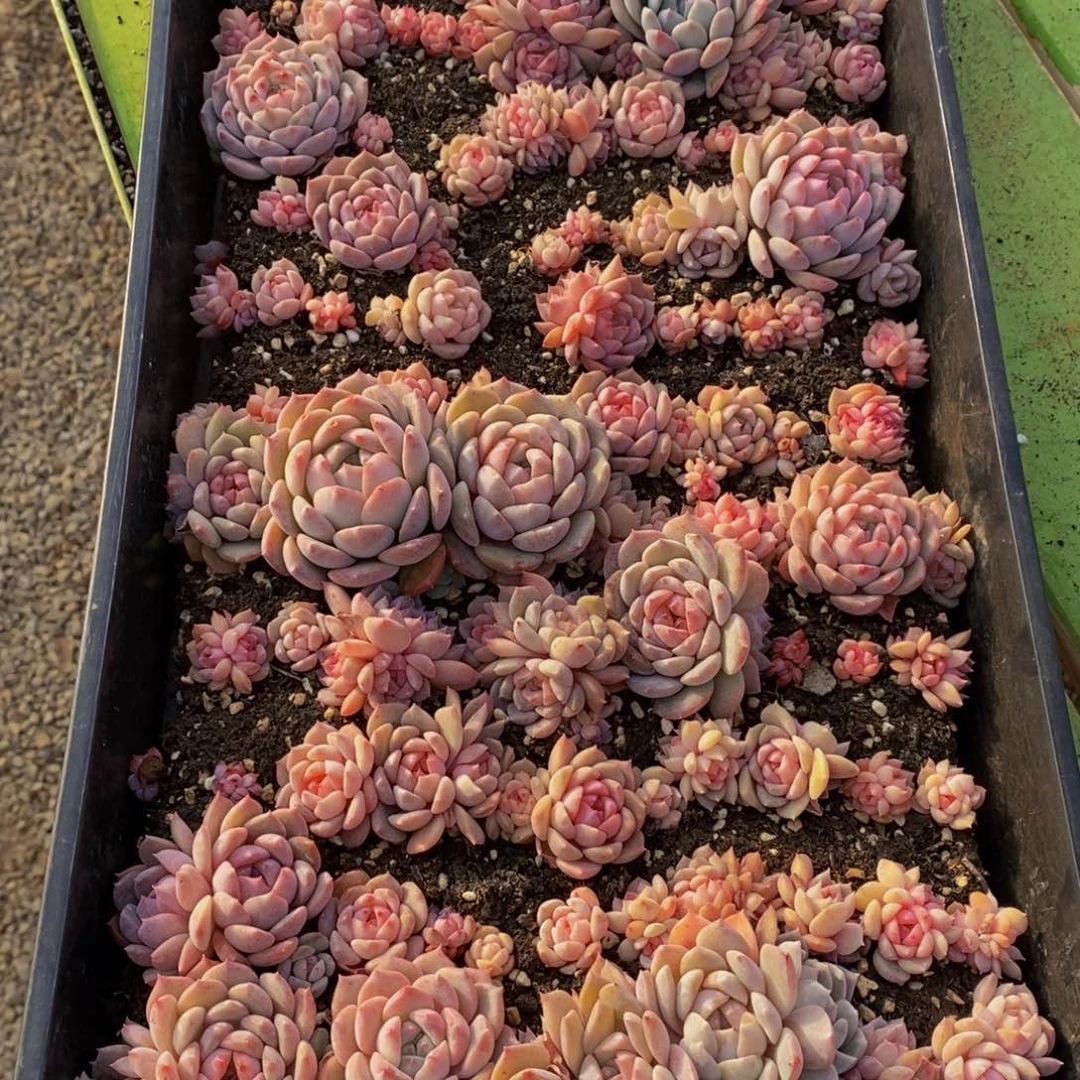 571多肉植物保护研究所