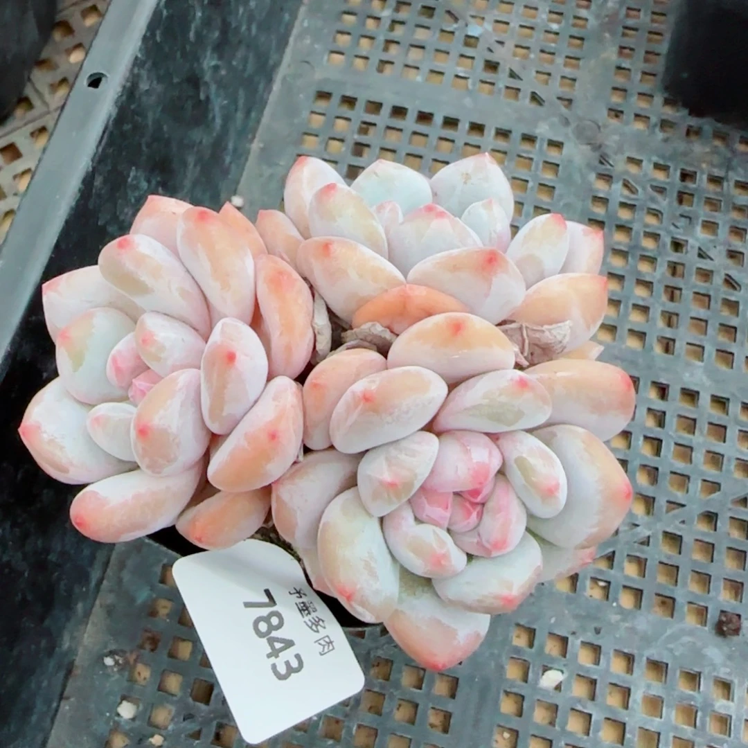 星影，7843多肉植物