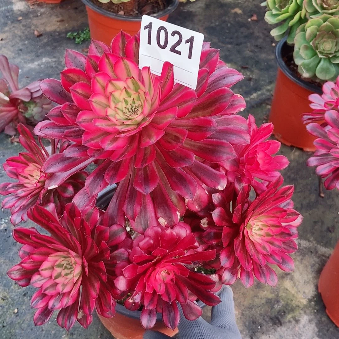 红陶1021黑铜白3多肉