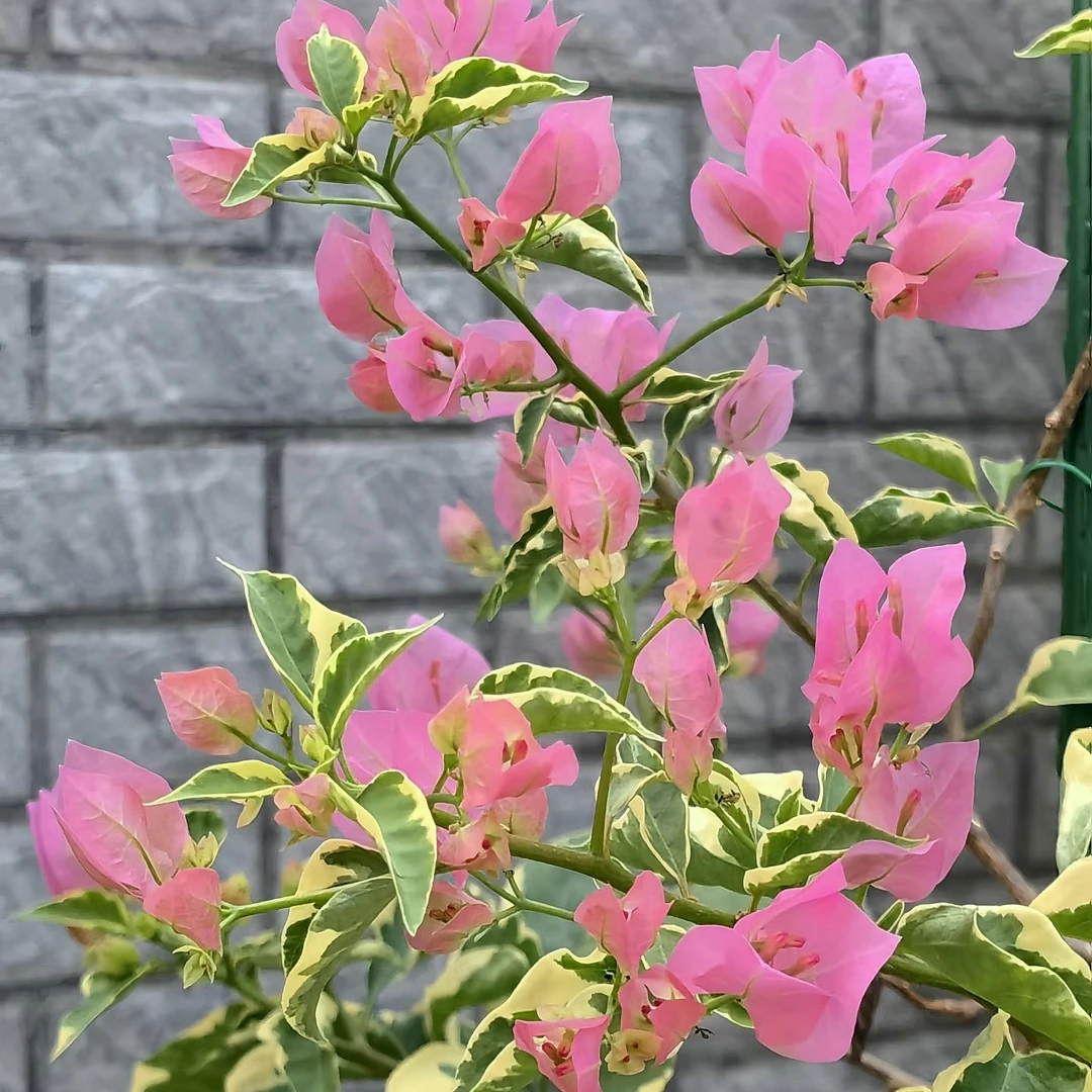 【腊染粉】粉嫩嫩，观花赏叶，花量大花色高级阳台庭院种植！