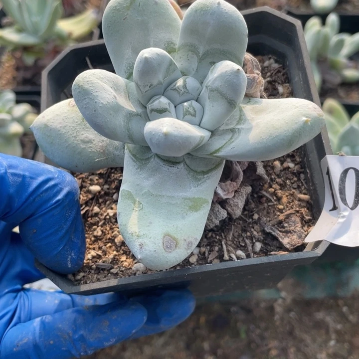 长***央34号拇指多肉植物老庄