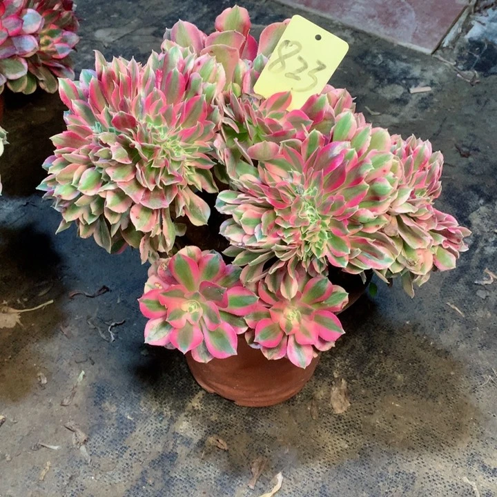 823粉女巫缀多肉一物一拍～