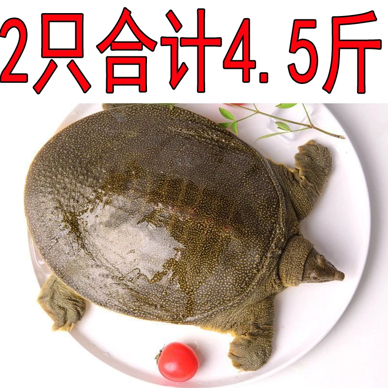 包活送到 死了包赔 【2只共4.5斤】新鲜鲜活甲鱼活体生态母甲鱼直播