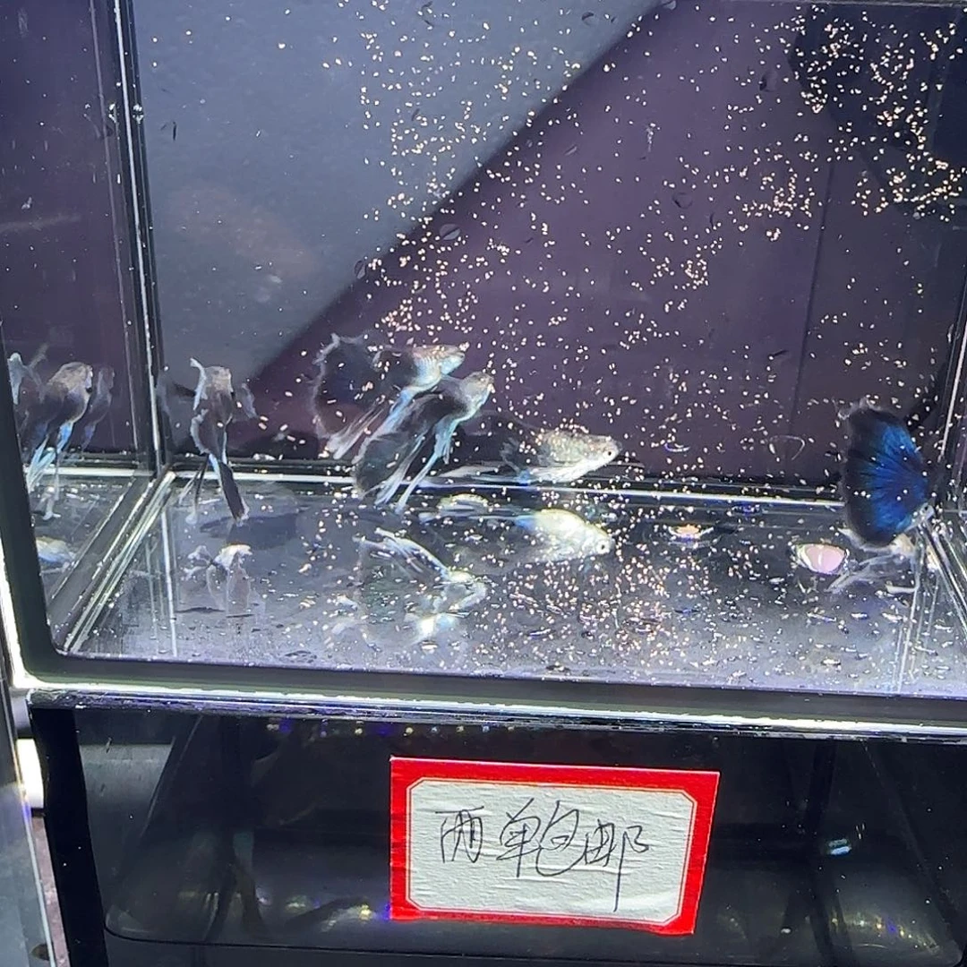 孔雀鱼蓝礼服绣球长弓五条