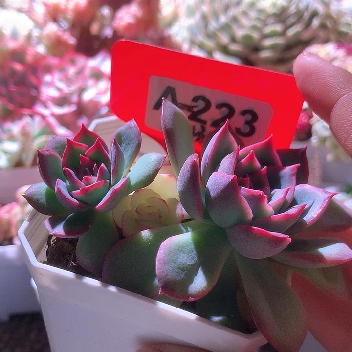 侧影有根有根有根